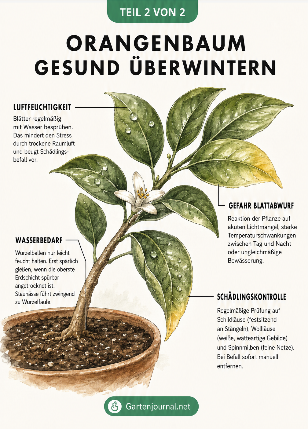 Aquarell-Illustration eines Orangenbaum-Zweigs mit Tipps zu Wasserbedarf, Luftfeuchtigkeit und Schädlingskontrolle im Winter