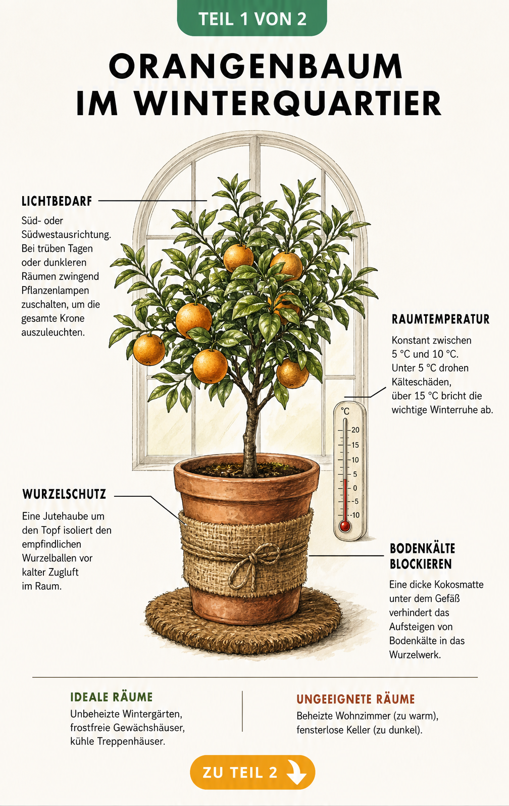 Botanische Illustration eines Orangenbaums im Terrakottatopf mit Hinweisen zu Lichtbedarf, Raumtemperatur und Wurzelschutz im Winterquartier