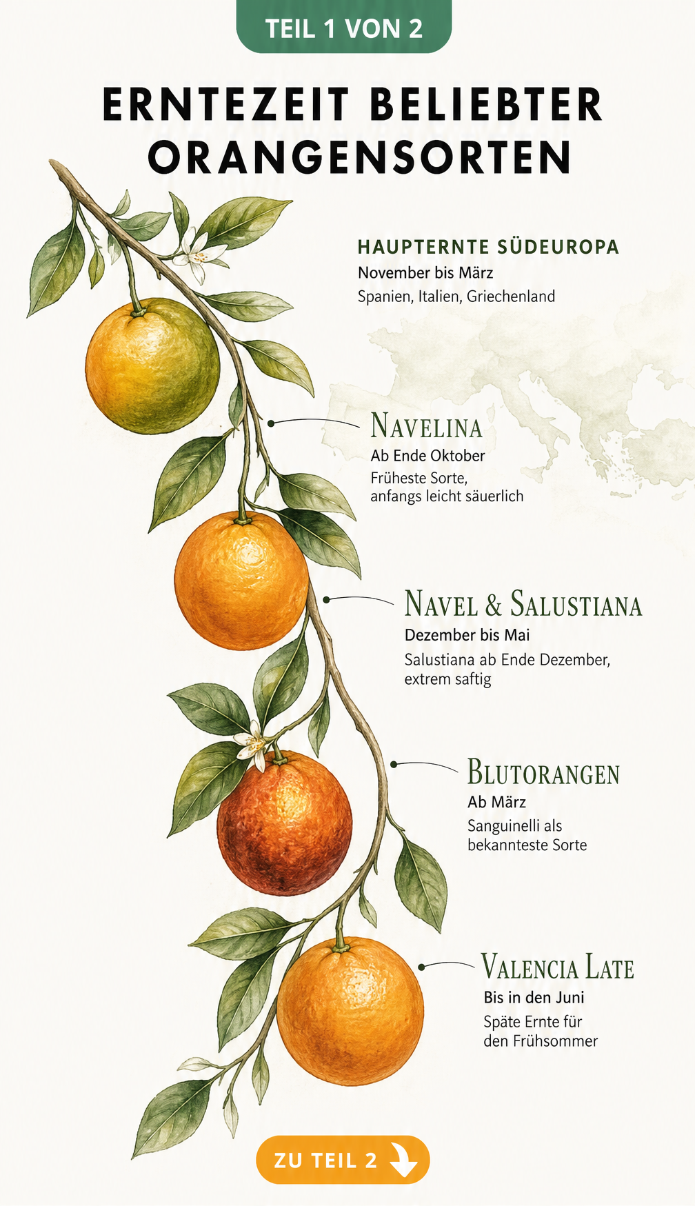 Infografik zur Erntezeit beliebter Orangensorten wie Navelina, Blutorangen und Valencia Late entlang eines Orangenastes
