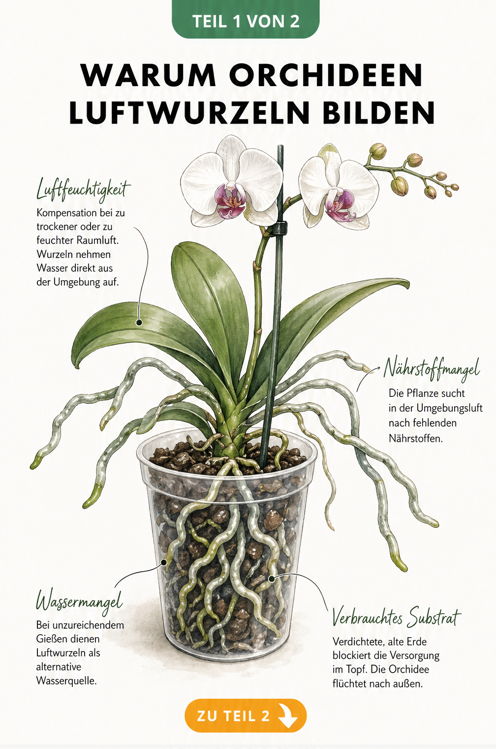 Illustration einer Phalaenopsis-Orchidee mit Luftwurzeln und Erklärungen zu Ursachen wie Nährstoffmangel und verbrauchtem Substrat