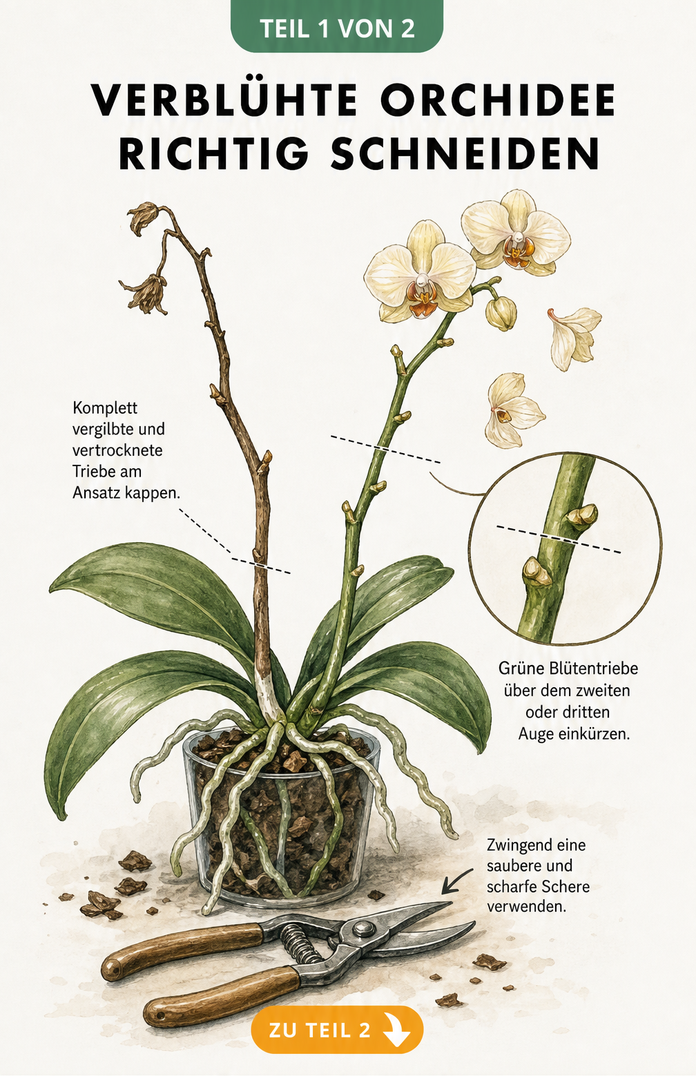 Botanische Illustration einer Phalaenopsis-Orchidee, die zeigt, wie man verblühte braune und grüne Triebe richtig abschneidet