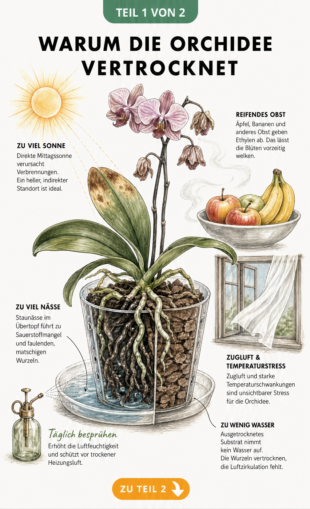 Querschnitt eines Orchideentopfs zeigt Ursachen für das Vertrocknen wie direkte Sonne, reifendes Obst, Staunässe und Zugluft