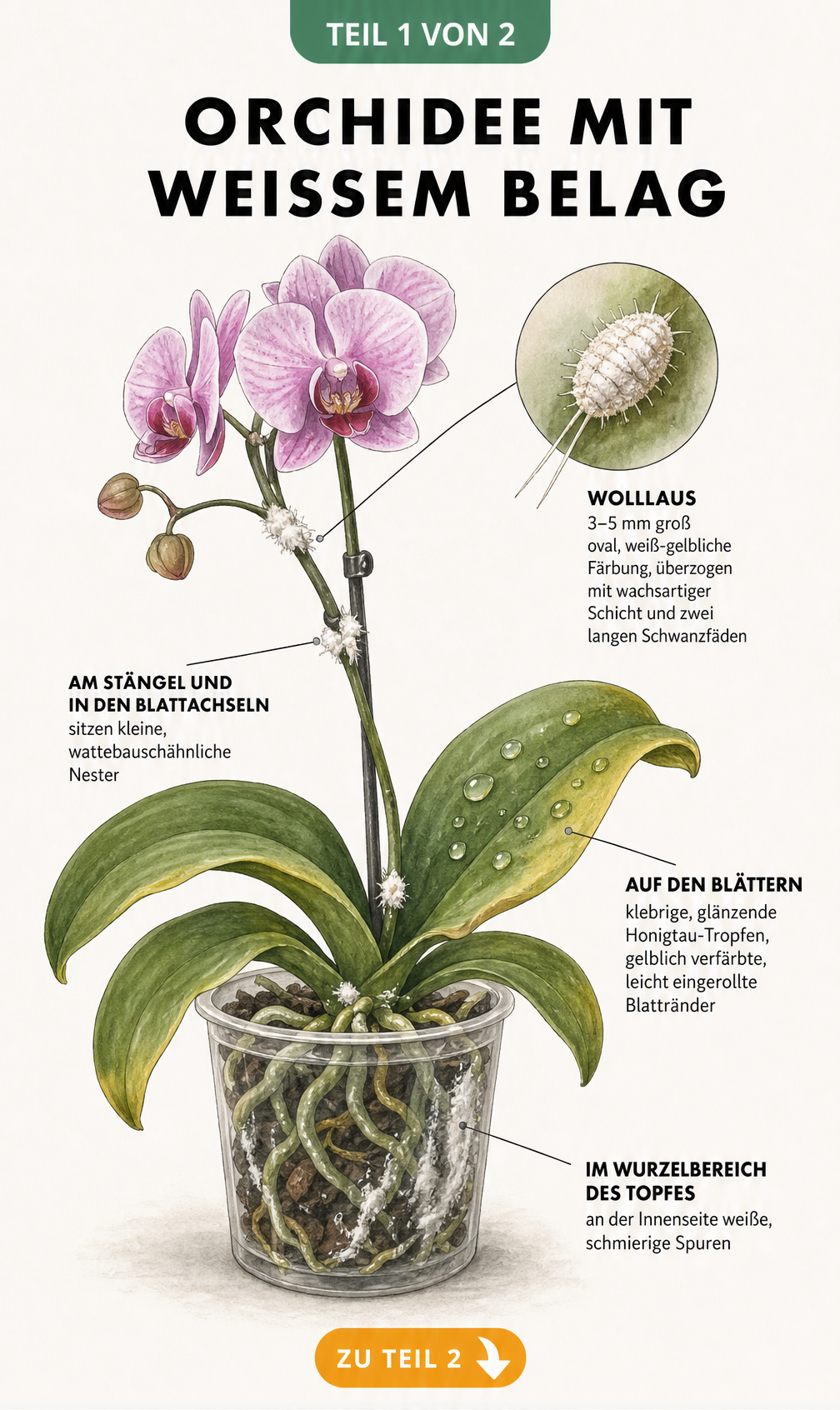 Botanische Illustration einer Orchidee mit Wolllaus-Befall, Honigtau und weißen Spuren im Wurzelbereich