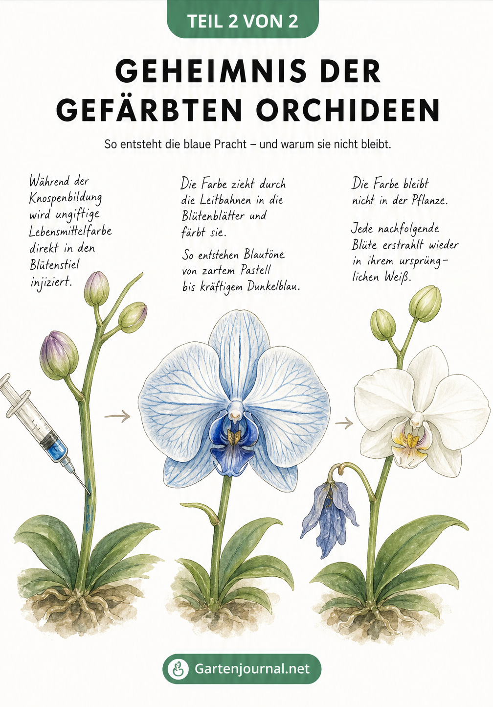 Illustration des Lebenszyklus einer gefärbten Orchidee, von der Injektion der Farbe bis zur weißen Nachblüte.