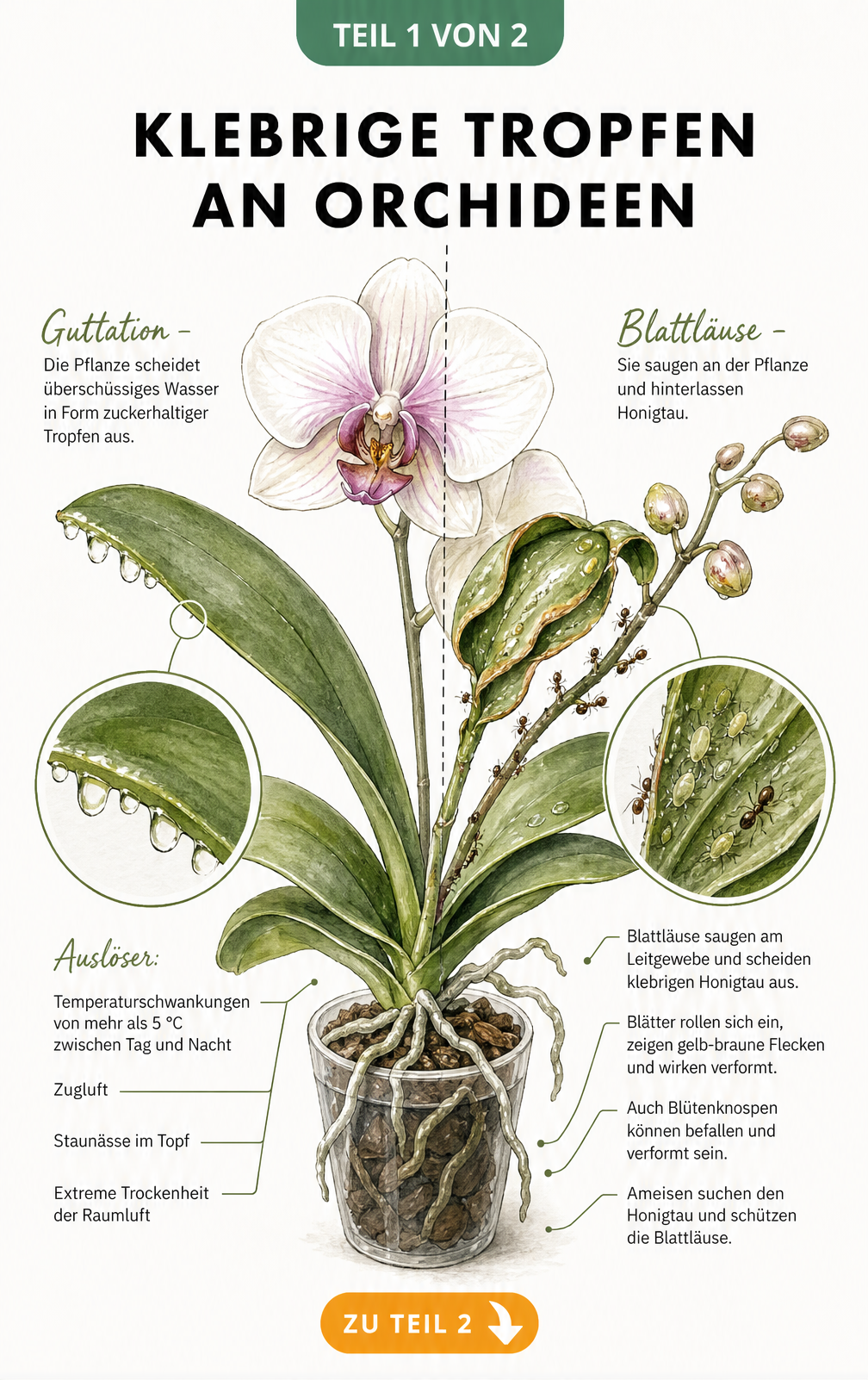 Botanische Illustration einer Phalaenopsis-Orchidee, die Guttation und Blattlausbefall als Ursachen für klebrige Tropfen zeigt.