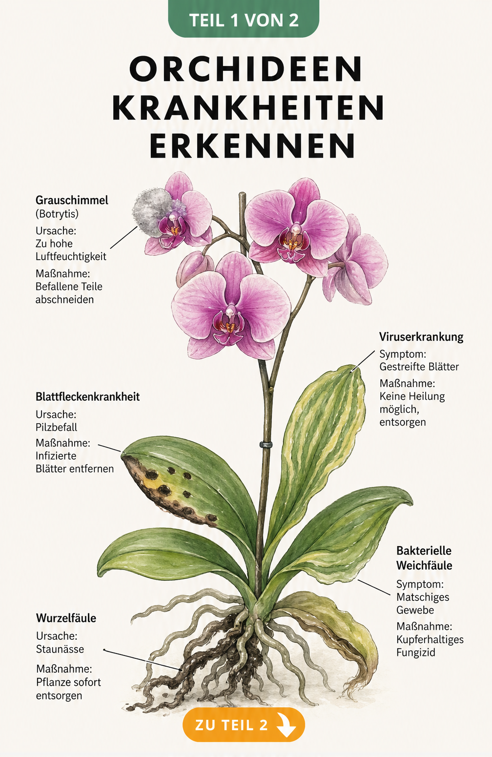 Botanische Illustration einer Orchidee mit Symptomen von Wurzelfäule, Bakterieller Weichfäule, Blattfleckenkrankheit, Viruserkrankung und Grauschimmel.