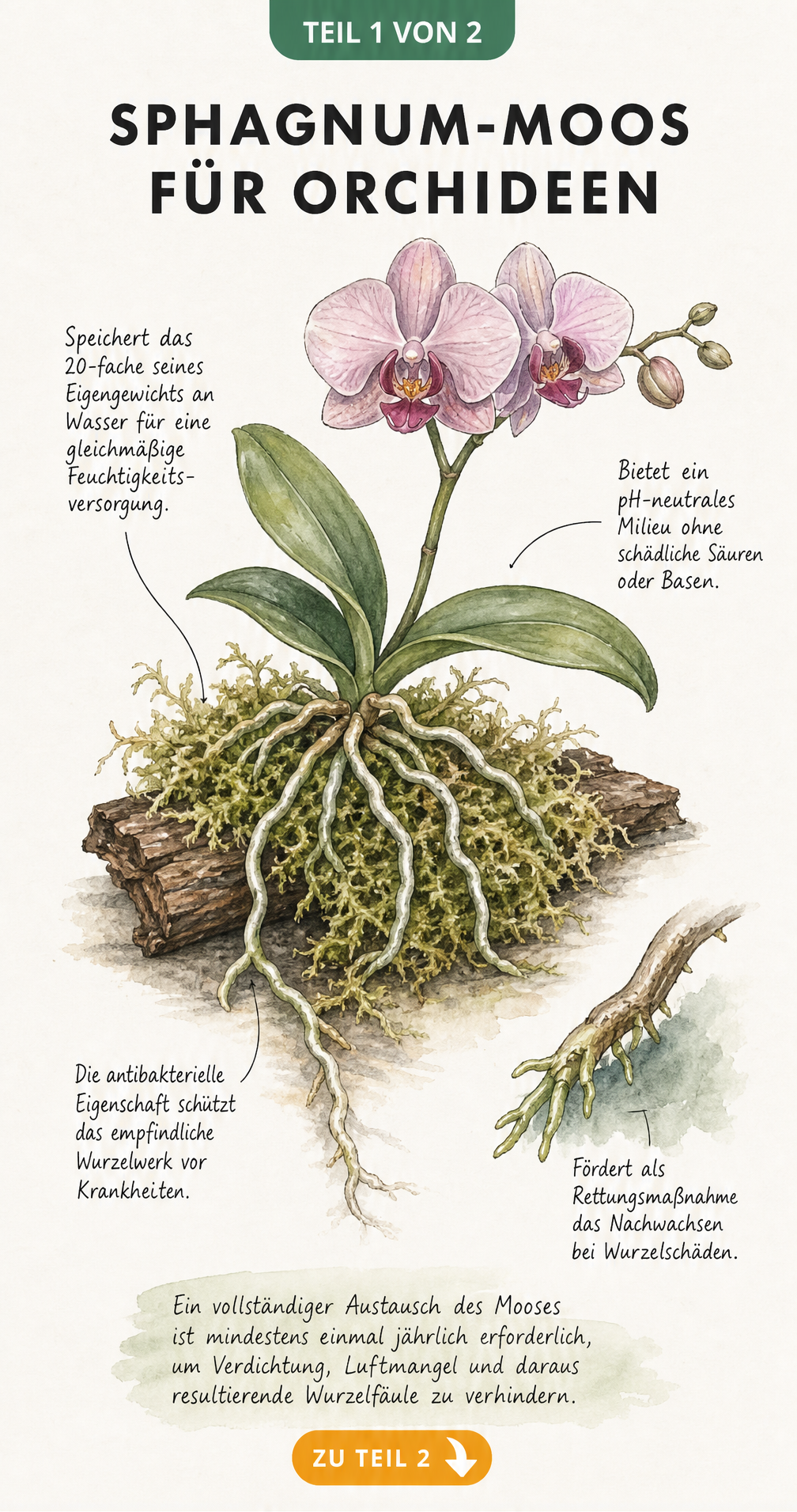 Botanische Zeichnung einer Orchidee mit Sphagnum-Moos an den Wurzeln und Erklärungen zur Wasserspeicherung und antibakteriellen Wirkung