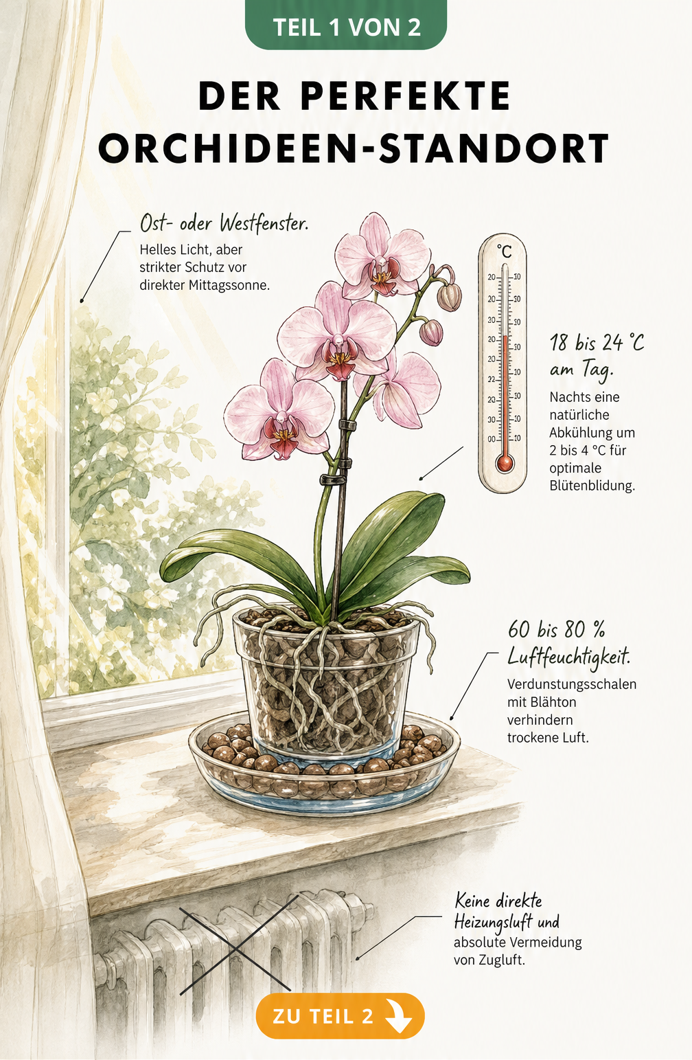 Botanische Illustration eines Fenstersimses mit einer Orchidee, die Licht, Temperatur und Luftfeuchtigkeit am idealen Standort zeigt.
