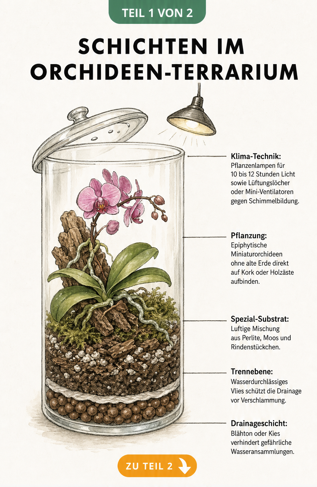Querschnitt eines Orchideen-Terrariums mit Drainageschicht, Trennebene, Spezial-Substrat und Klima-Technik