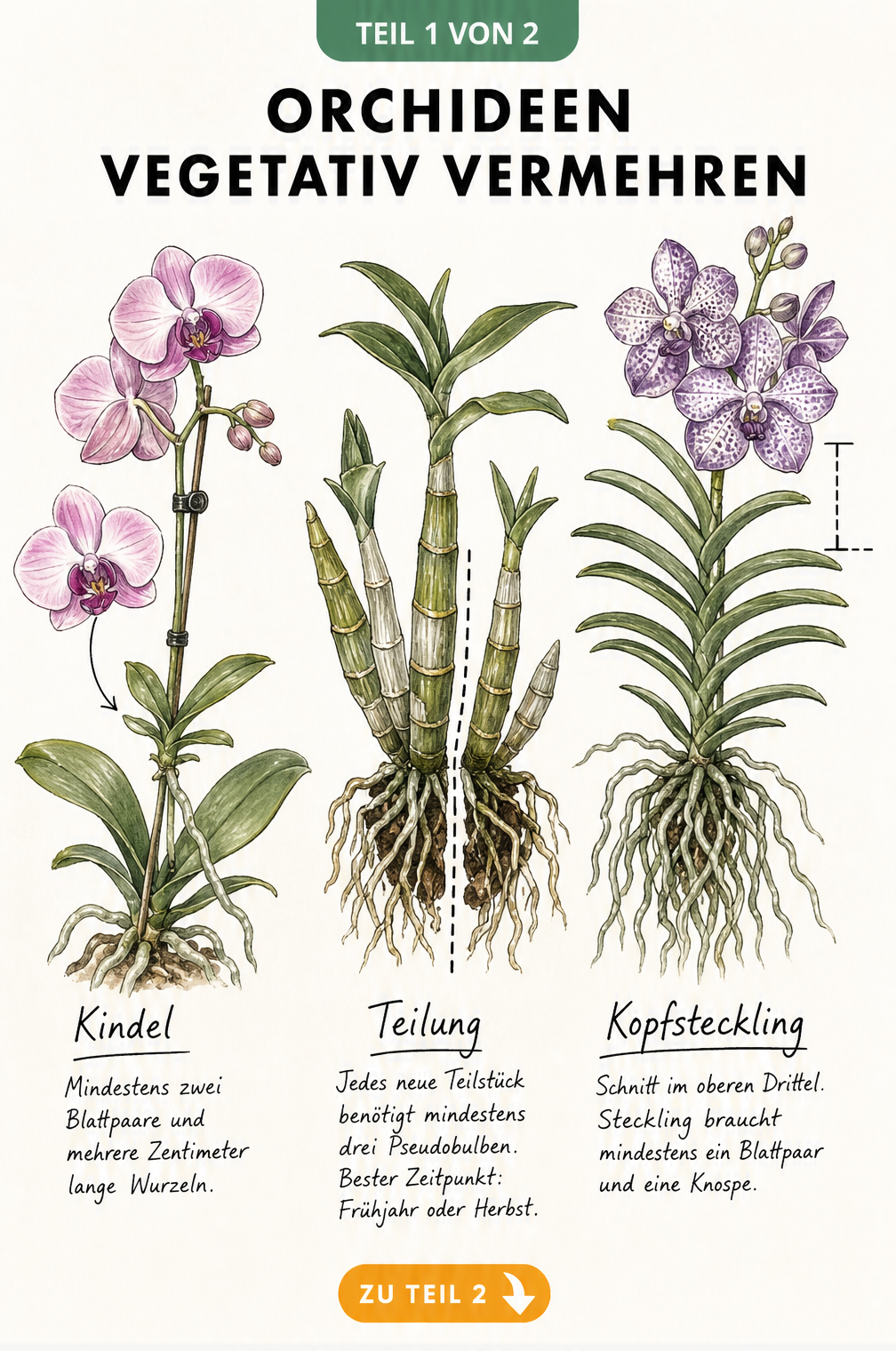 Illustration von drei Orchideenarten und ihren Vermehrungsmethoden: Kindel bei Phalaenopsis, Teilung bei Dendrobium und Kopfsteckling bei Vanda.