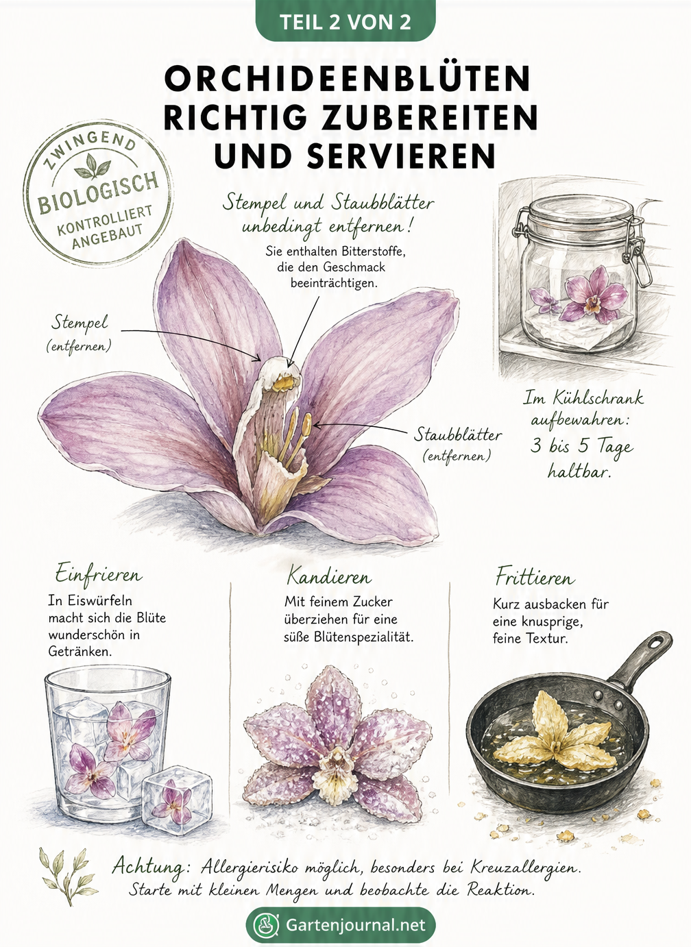 Skizzen zur Zubereitung von Orchideenblüten: Entfernen von Stempel und Staubblättern, Haltbarkeit im Kühlschrank sowie Ideen wie kandieren oder frittieren