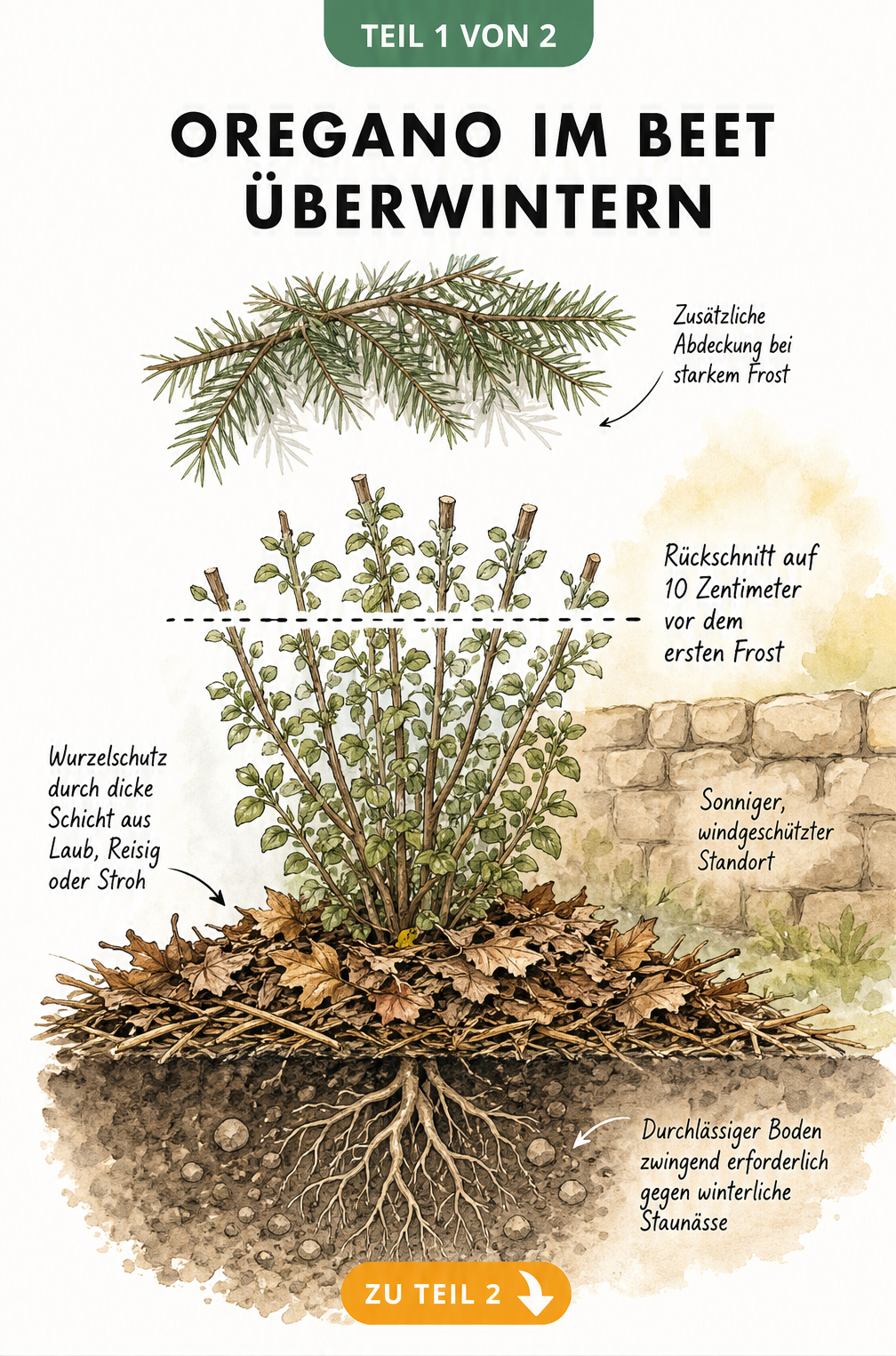 Botanische Illustration einer Oregano-Pflanze im Freiland mit Markierung für den Rückschnitt und Wurzelschutz aus Laub