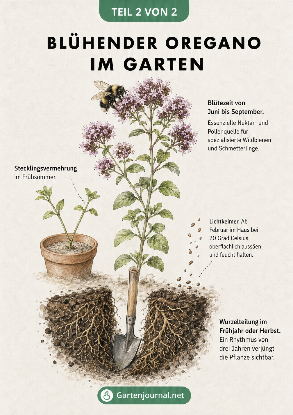 Botanische Lehrtafel von blühendem Oregano mit Hummel, Stecklingsvermehrung, Aussaat und Wurzelteilung
