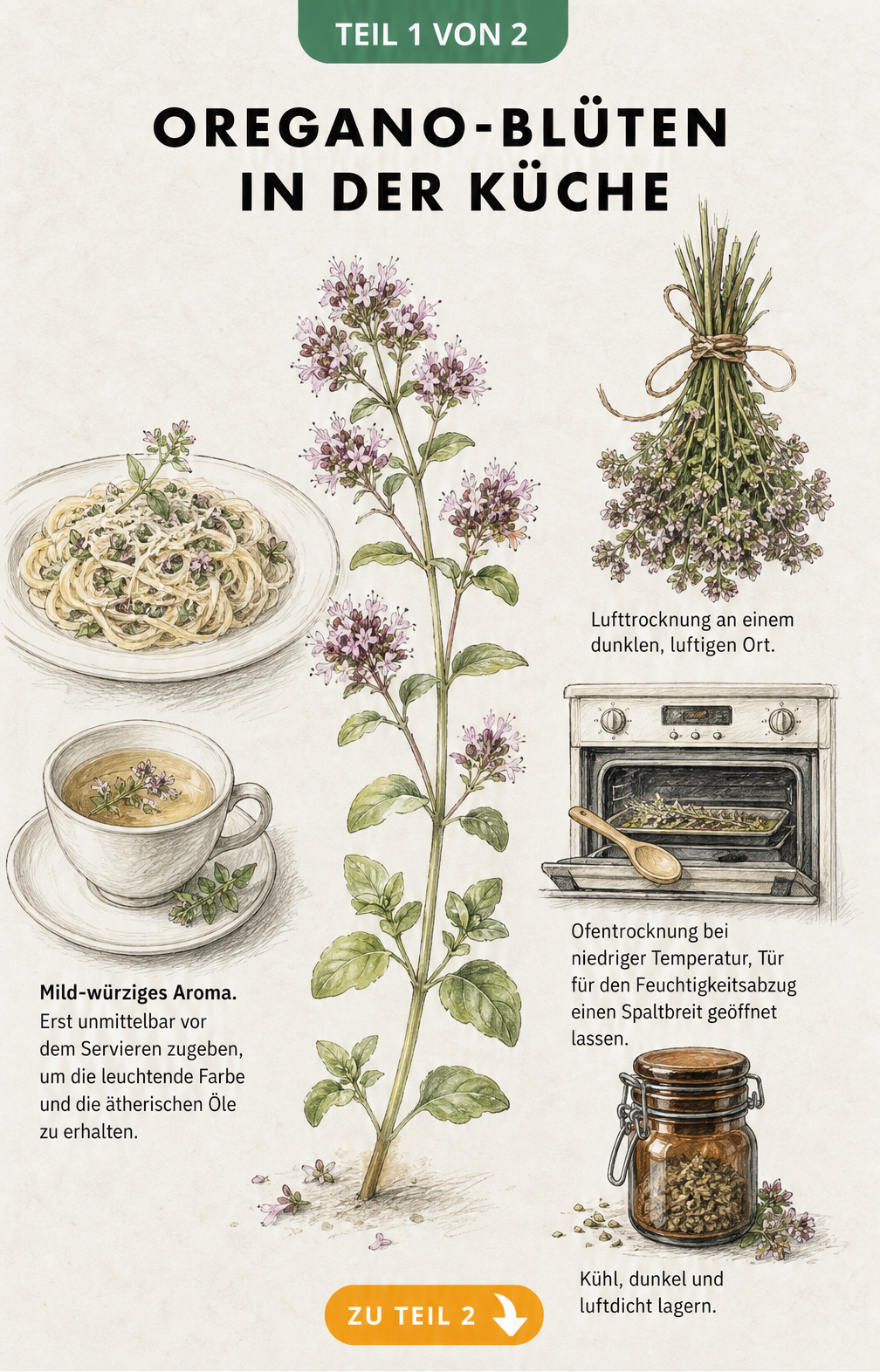 Botanische Illustration von Oregano-Blüten mit Skizzen zur frischen Verwendung in Pasta und Tee sowie zur Trocknung und Lagerung