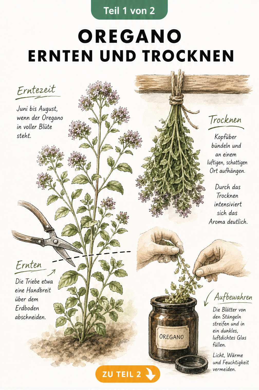 Aquarell-Illustration einer Oreganopflanze mit Gartenschere, die den Ernteschnitt zeigt, sowie getrocknetem Oregano, der in ein Apothekerglas abgestreift wird.