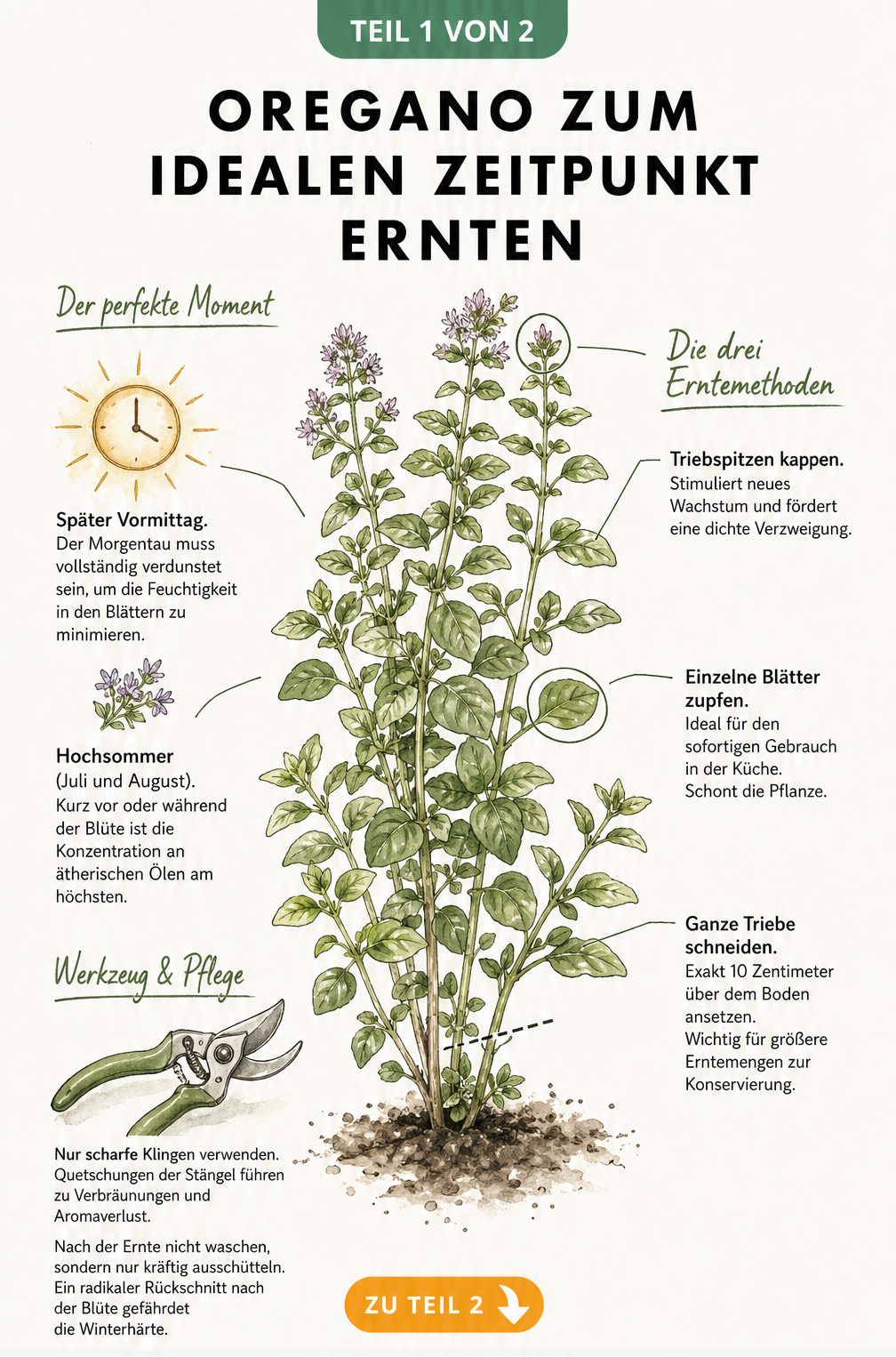 Illustration einer Oreganopflanze mit Hinweisen zum idealen Erntezeitpunkt und den drei besten Schnitttechniken
