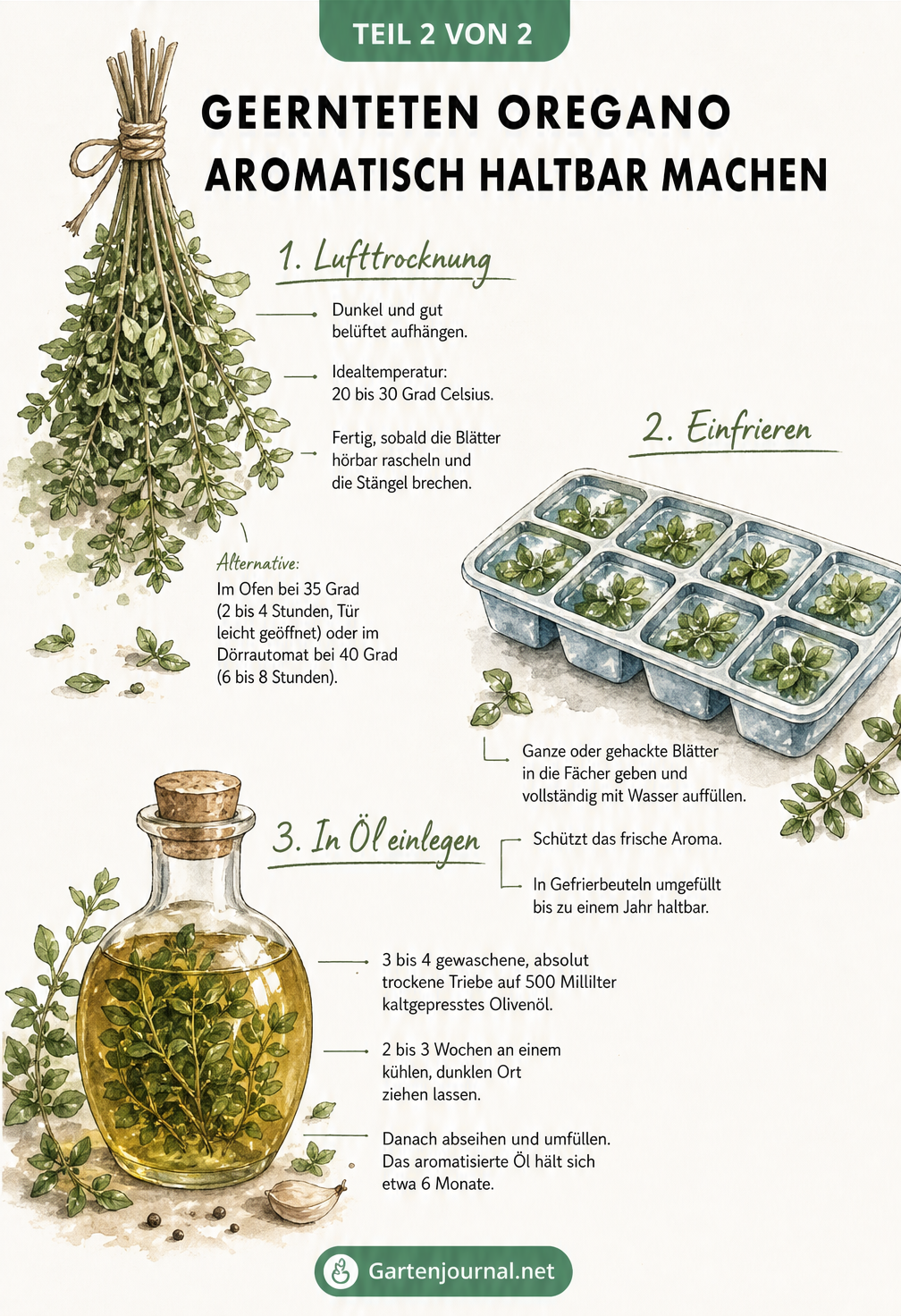 Illustration von drei Methoden, um Oregano haltbar zu machen: Lufttrocknung, Einfrieren in Eiswürfeln und Einlegen in Öl