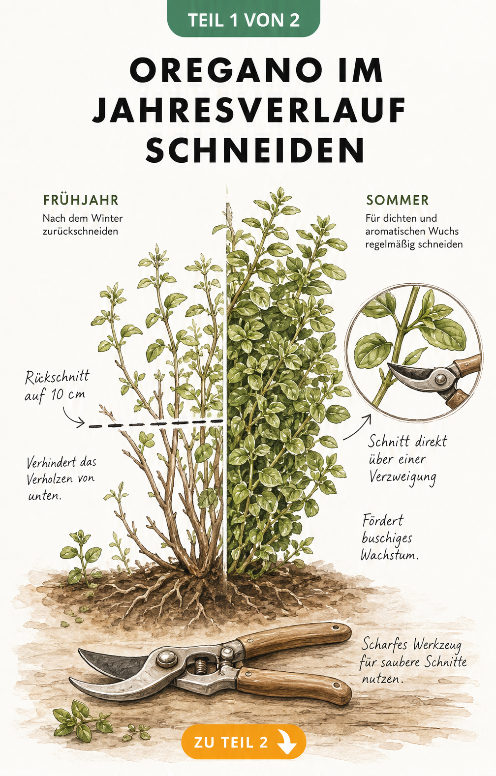 Illustration einer Oreganopflanze, die den Rückschnitt im Frühjahr auf 10 cm und den Schnitt über einer Verzweigung im Sommer zeigt.