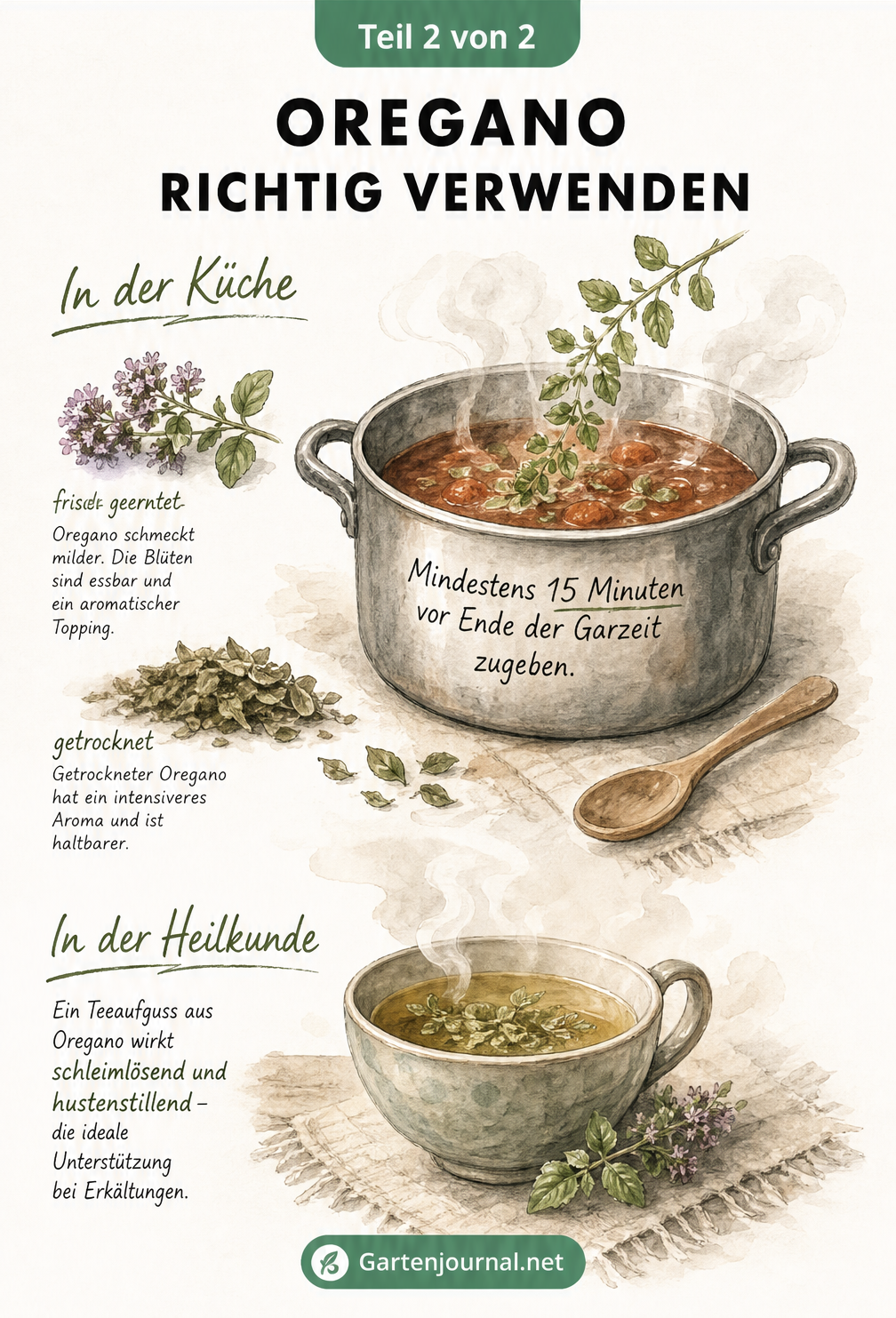 Skizzenhafte Illustration eines Kochtopfs mit frischem Oregano und einer Teetasse mit dampfendem Oregano-Tee zur Veranschaulichung der Verwendung in Küche und...