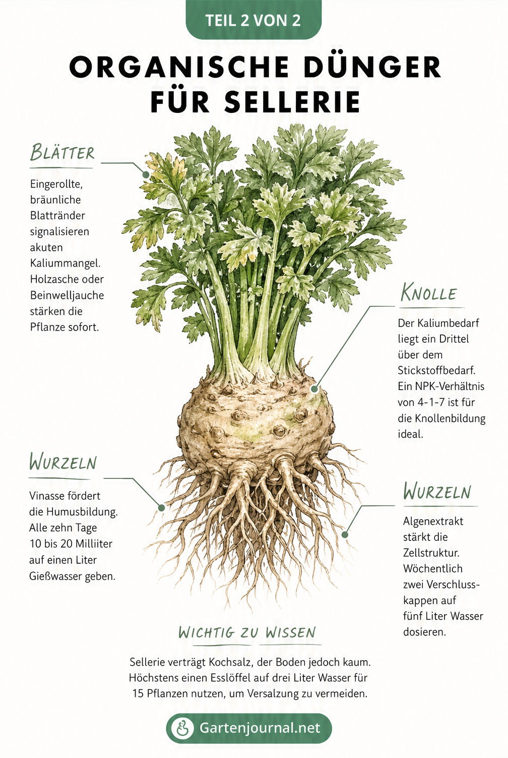 Illustration einer Knollenselleriepflanze mit Hinweisen zu organischen Düngern und Nährstoffmangel