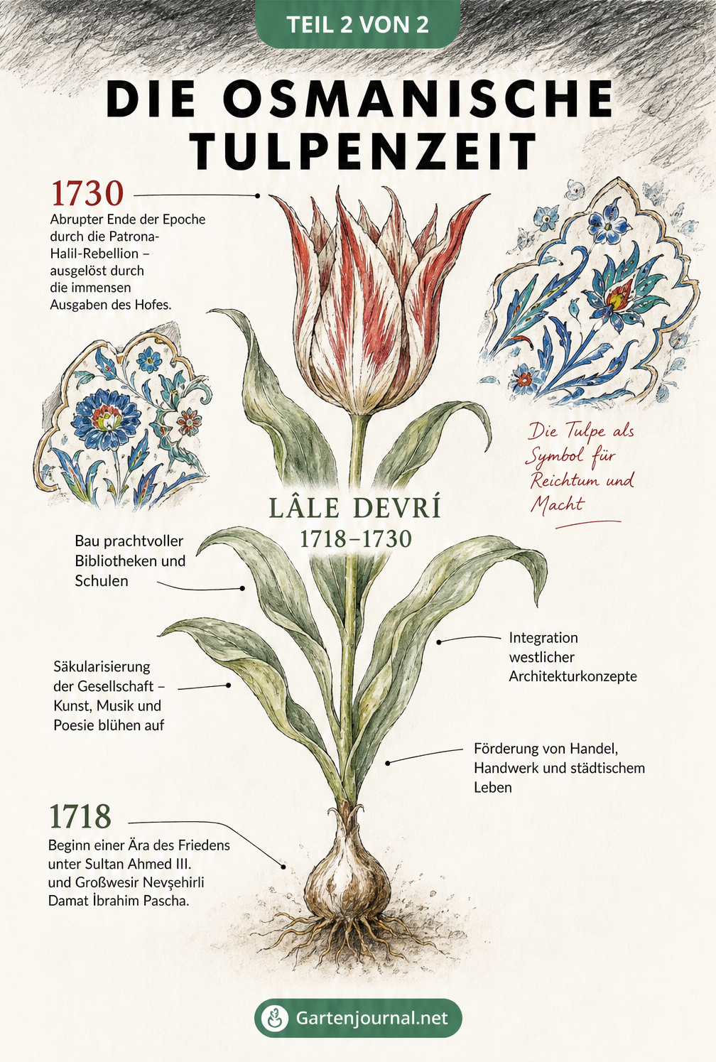 Botanische Illustration einer historischen osmanischen Tulpe mit Zeitstrahl der Lâle Devri Epoche