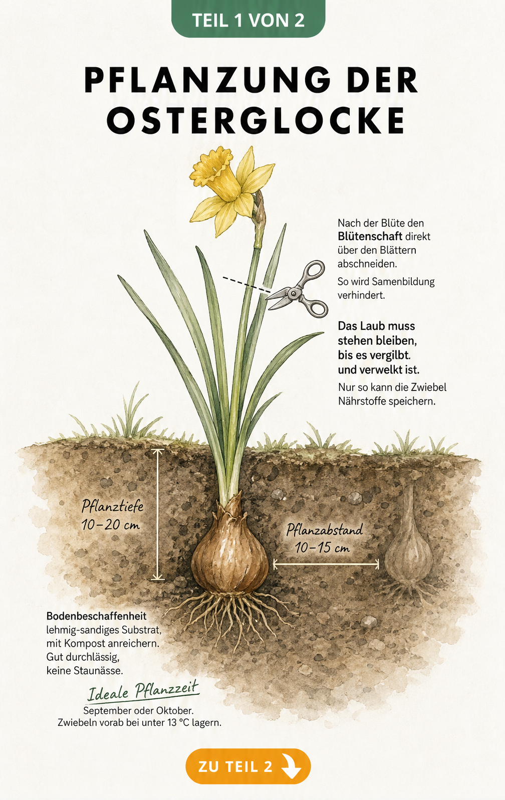 Botanische Querschnitt-Illustration einer Osterglocke mit Zwiebel, Pflanztiefe und Blüte