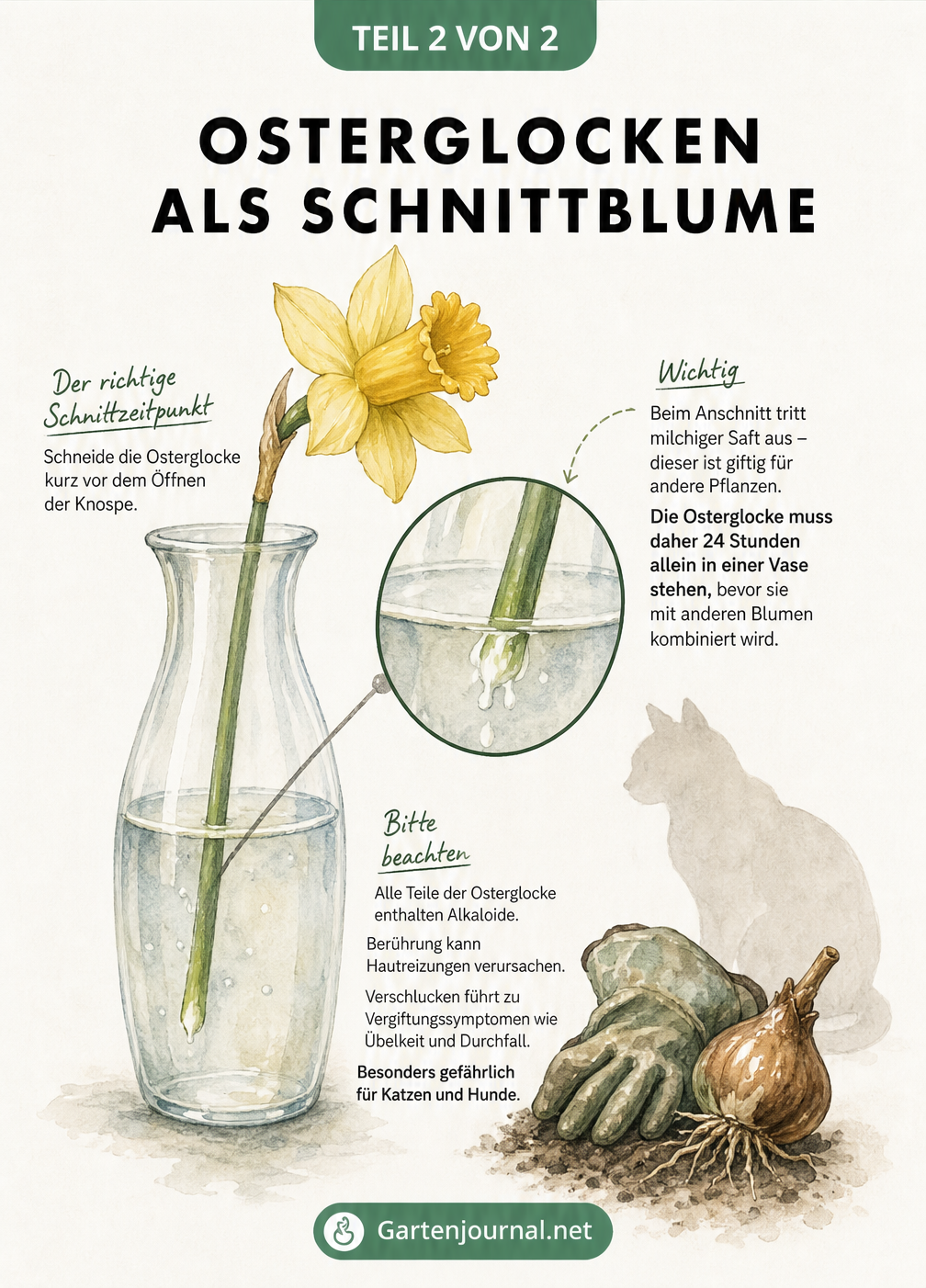 Aquarell-Illustration einer Osterglocke in einer Vase mit Hinweis auf giftigen Pflanzensaft