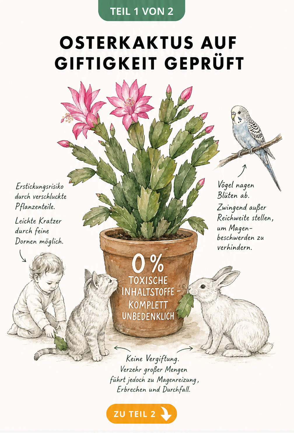 Botanische Illustration eines Osterkaktus im Tontopf mit Kleinkind, Katze, Kaninchen und Wellensittich, die die Unbedenklichkeit der Pflanze zeigt.