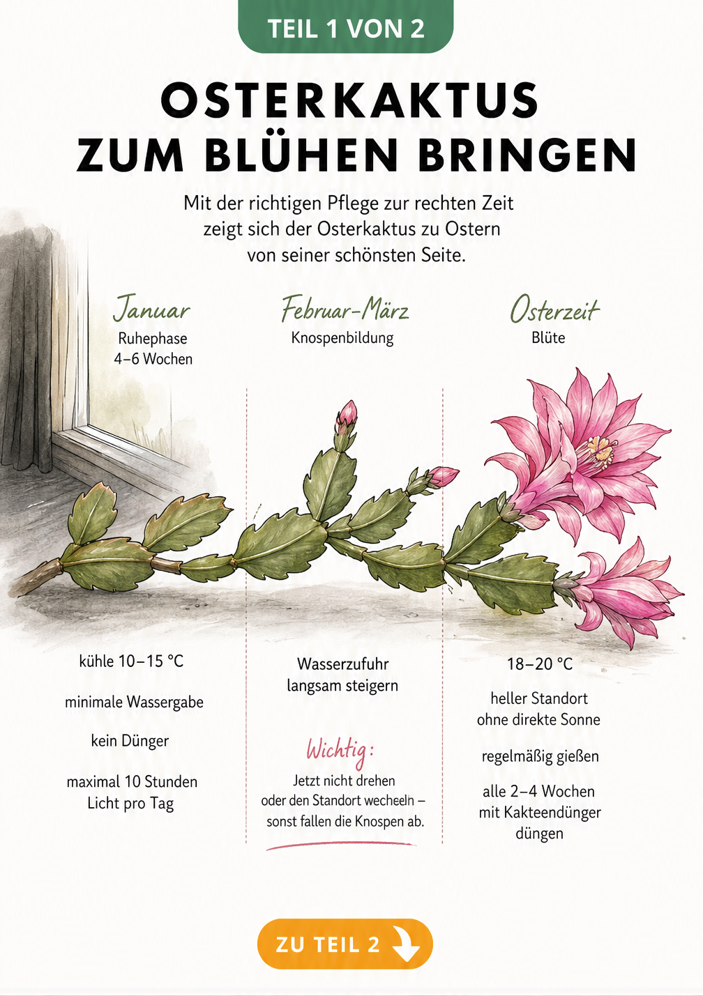 Illustration der Entwicklung eines Osterkaktus vom Ruhezustand bis zur Blüte mit Pflegehinweisen