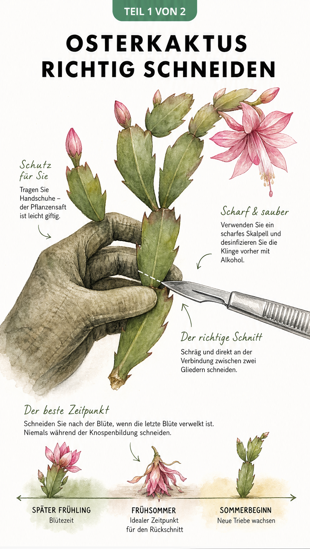 Botanische Zeichnung eines Osterkaktus-Triebes, der mit einem Skalpell schräg an der Basis abgeschnitten wird.