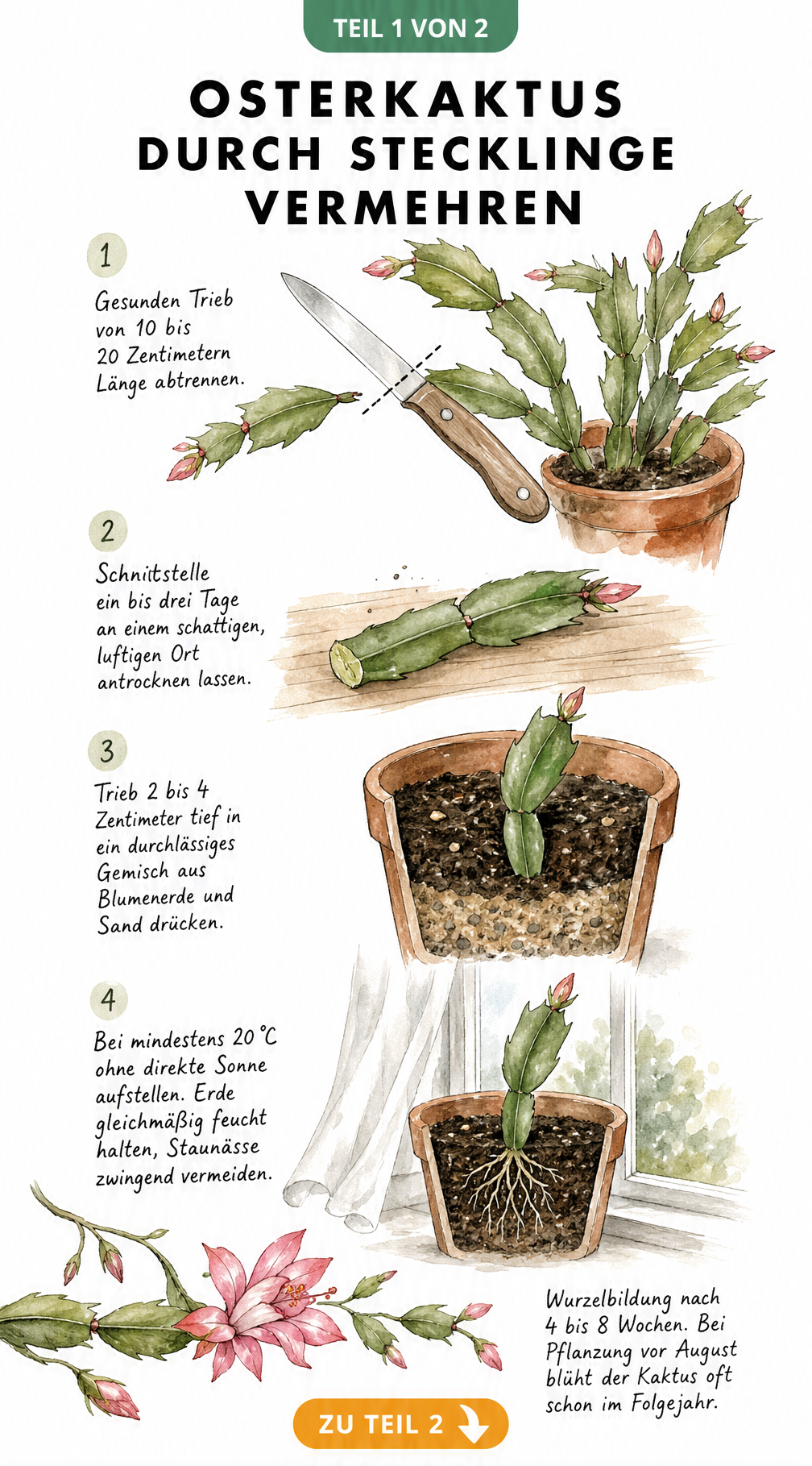 Aquarell-Illustration zeigt vier Schritte zur Vermehrung eines Osterkaktus durch Stecklinge: Schneiden, Trocknen, Einpflanzen und Wurzelbildung.