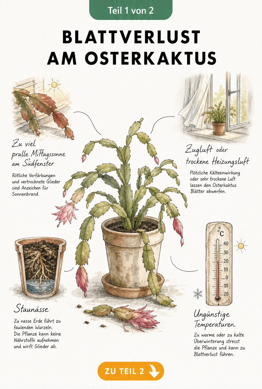 Illustration eines Osterkaktus, der Blätter verliert, mit Hinweisen auf zu viel Sonne, Staunässe, Zugluft und falsche Temperaturen.
