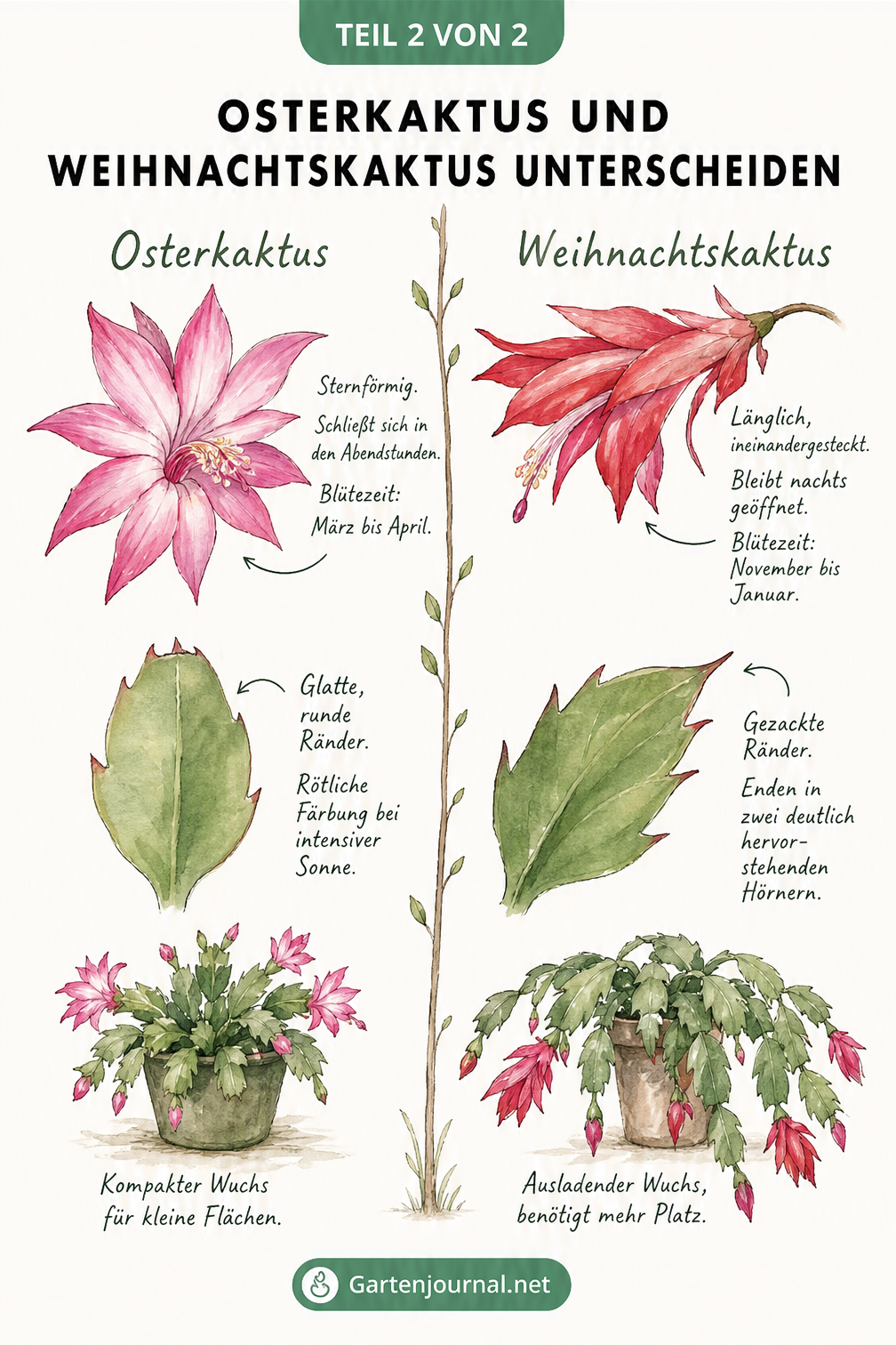Gegenüberstellung von Osterkaktus und Weihnachtskaktus mit Fokus auf Blütenform, Blattränder und Wuchsform.