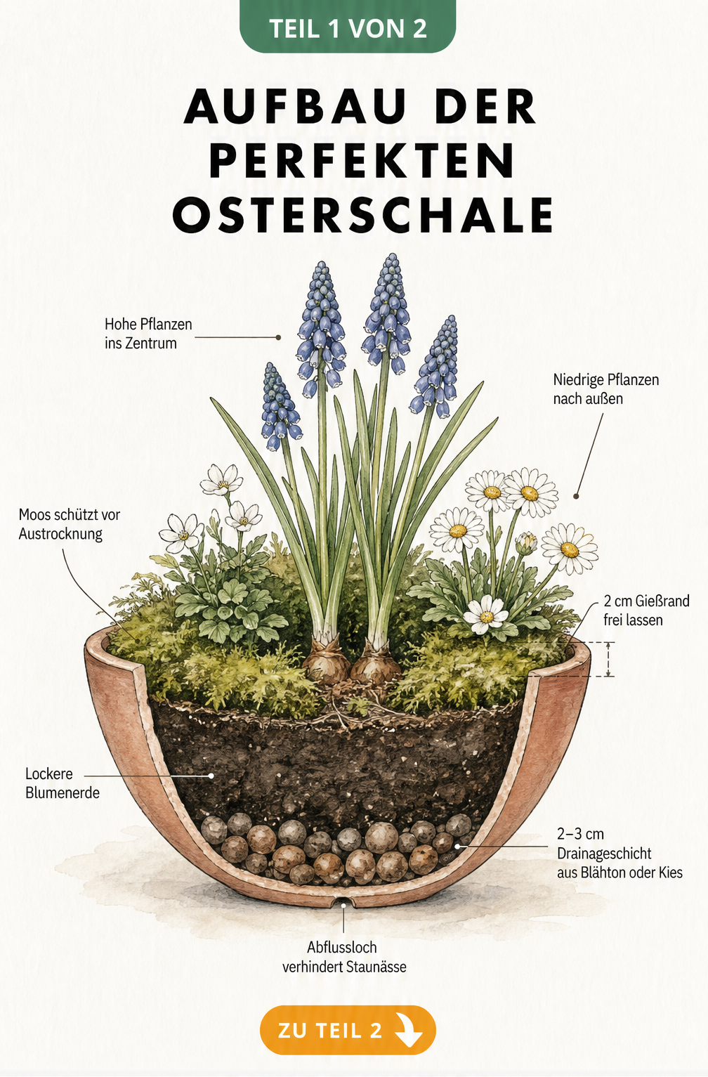 Querschnitt einer bepflanzten Osterschale mit Drainage, Erde, Moos und Fruehbluehern