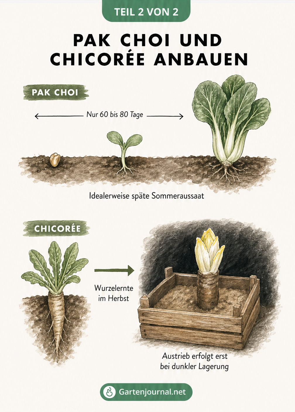 Skizze zum Anbau von Pak Choi und Chicorée mit Zeitangaben und Ernteprozess