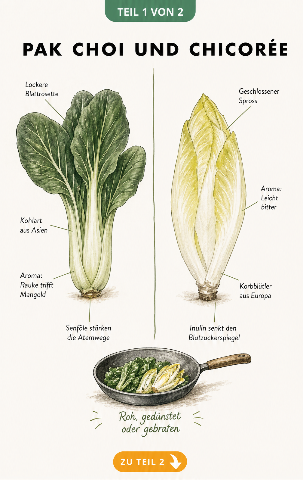 Botanische Illustration von Pak Choi und Chicorée mit Beschriftungen zu Aroma und Inhaltsstoffen