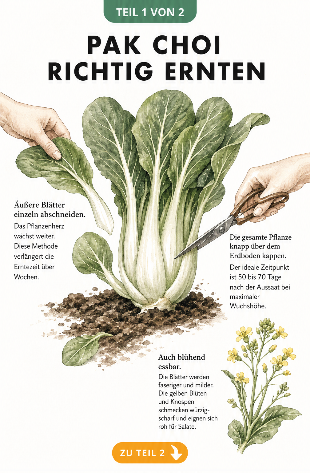 Illustration einer Pak-Choi-Pflanze mit Händen, die äußere Blätter abschneiden, und einer Gartenschere, die den Strunk kappt.
