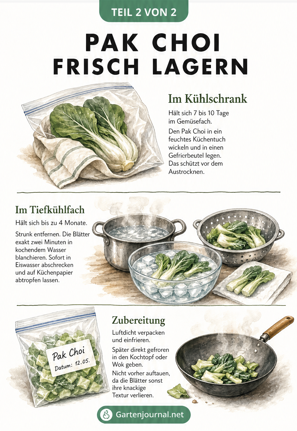 Illustration zur Lagerung von Pak Choi im Kühlschrank in einem feuchten Tuch und zum Einfrieren nach dem Blanchieren.