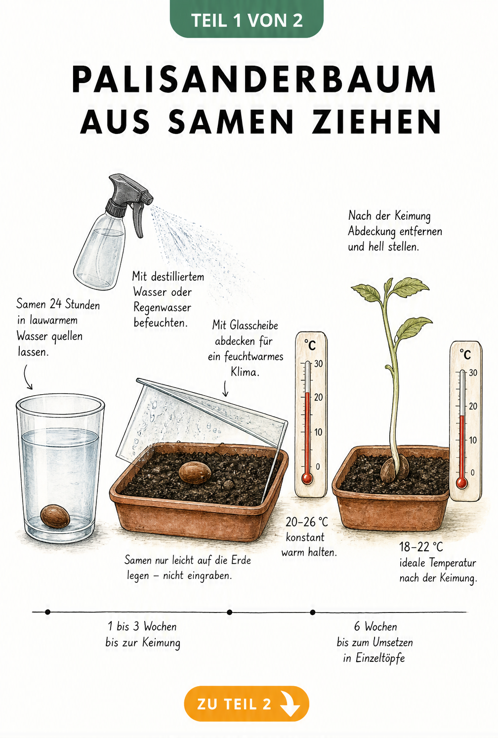 Botanische Illustration der Palisanderbaum-Aussaat: Vom Quellen des Samens im Wasserglas über die Aussaat in Terrakotta-Schalen bis zum Keimling bei 20 bis 26...