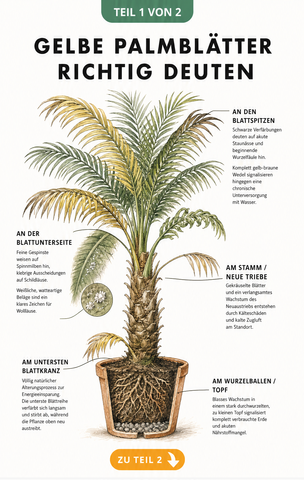 Botanische Illustration einer Palme im Querschnitt mit Schadbildern wie gelben Blättern, Spinnmilben und Wurzelfäule