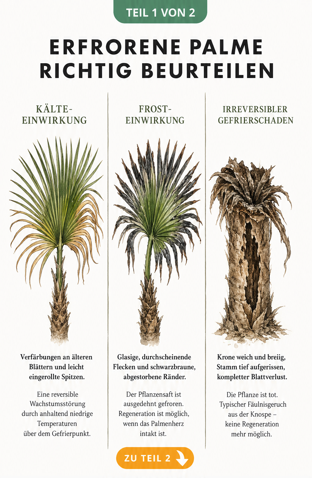 Botanische Illustration von drei Palmenwedeln, die Kälteschäden, Frostschäden und irreversible Gefrierschäden an einer Palme zeigen.