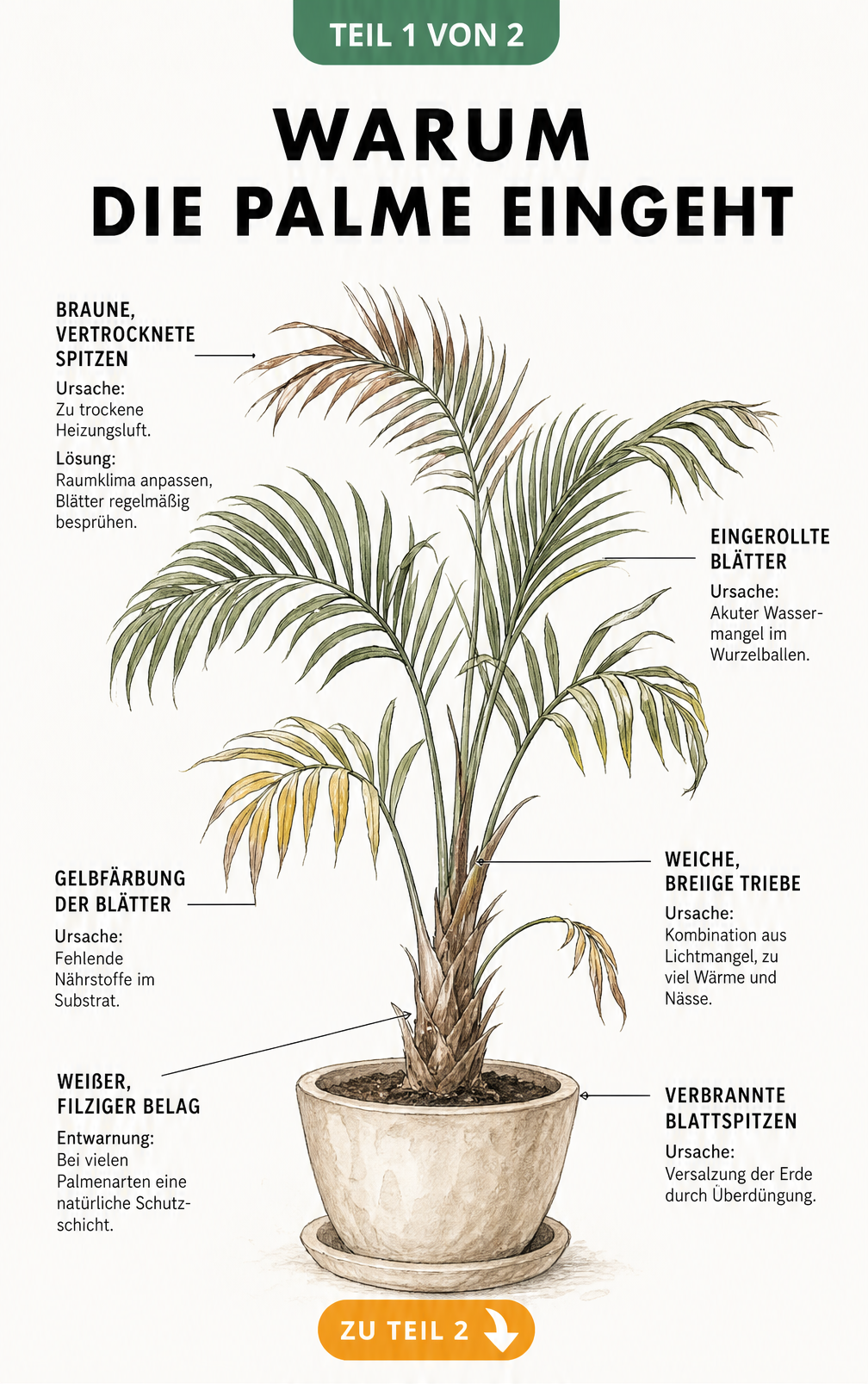 Botanische Illustration einer kränkelnden Zimmerpalme mit Schadbildern wie braunen Spitzen, eingerollten Blättern und weichen Trieben sowie deren Ursachen.
