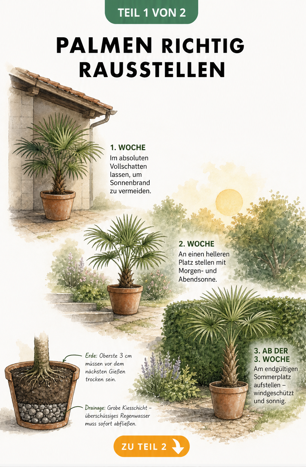 Illustration einer Topfpalme, die in drei Schritten vom Haus in den Garten gestellt wird, mit Hinweisen zu Schatten, Sonne und Windschutz