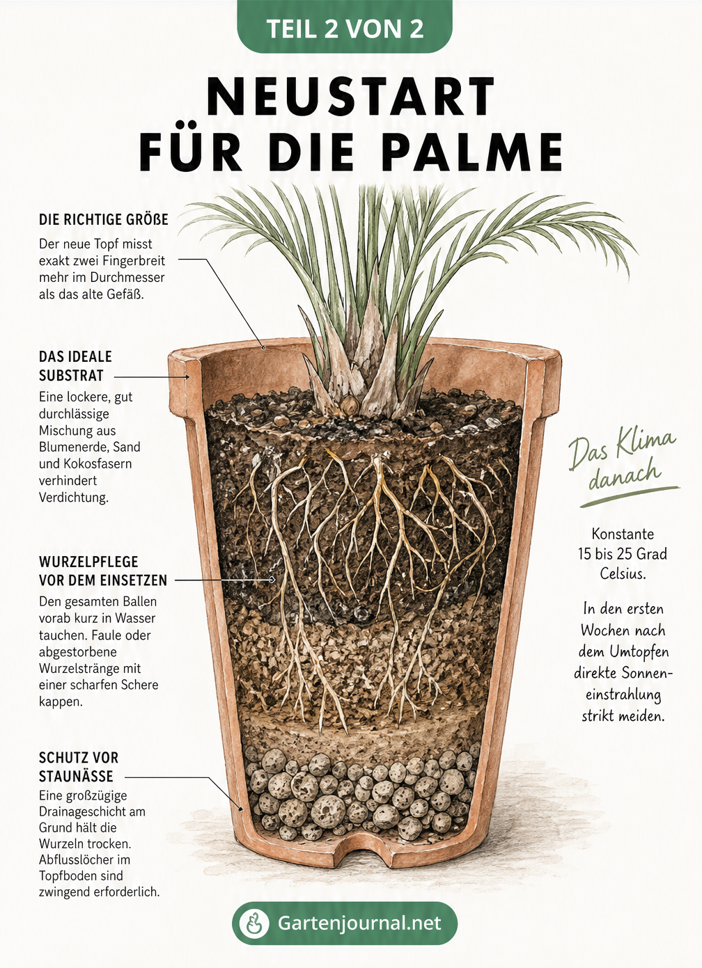 Querschnitt durch einen bepflanzten Terrakotta-Topf mit einer Palme, der die richtige Topfgröße, das ideale Substrat, Wurzelpflege und Drainageschicht zeigt.