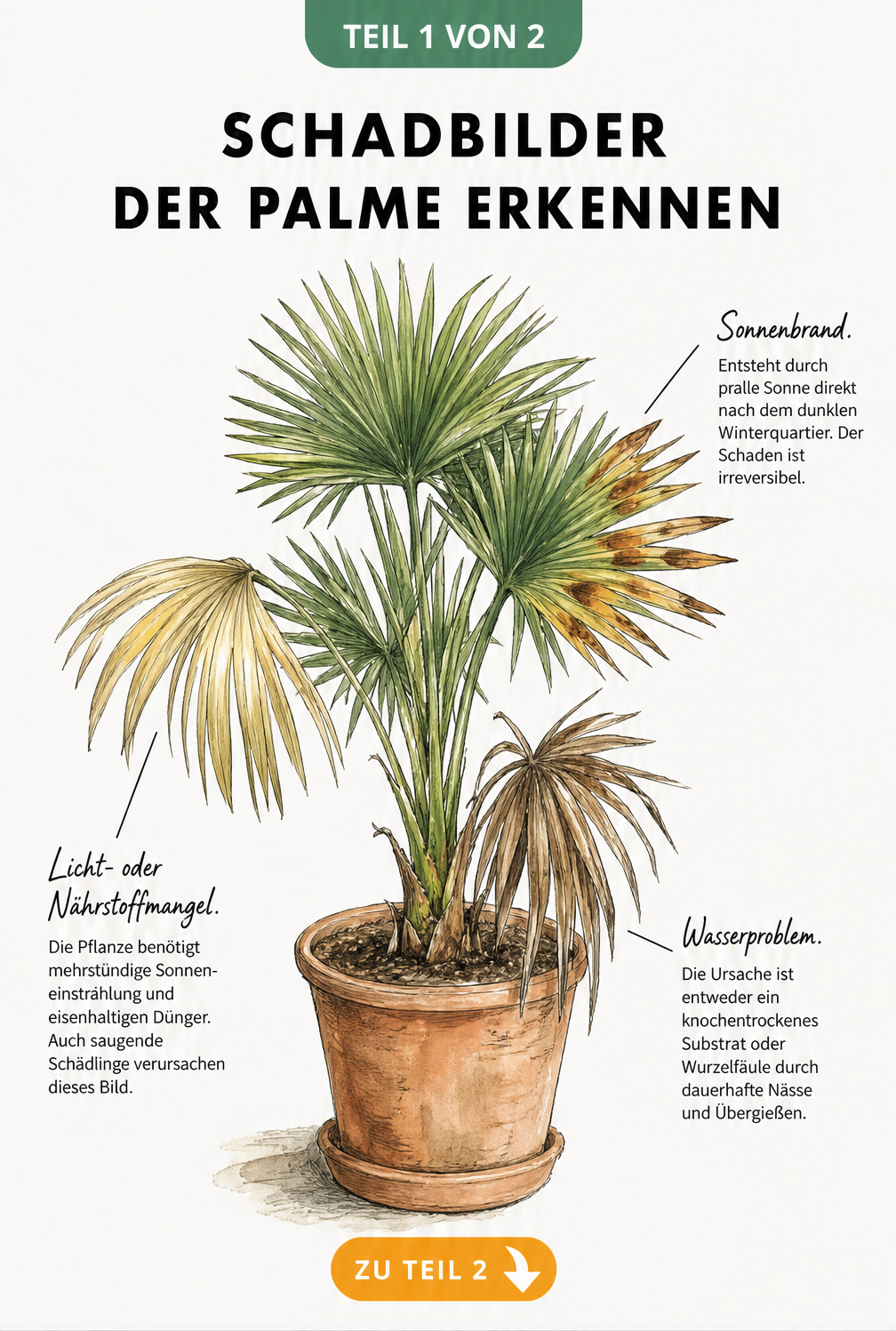 Botanische Illustration einer Palme mit Schadbildern wie Sonnenbrand, Nährstoffmangel und vertrockneten Wedeln