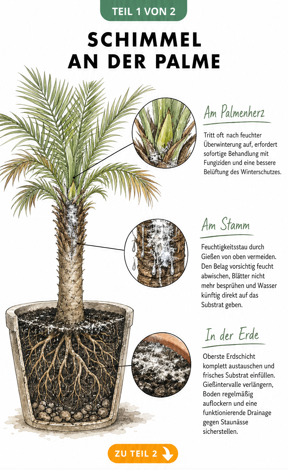 Botanische Illustration einer Palme im Querschnitt-Topf mit Hinweisen zu Schimmel an Palmenherz, Stamm und Erde