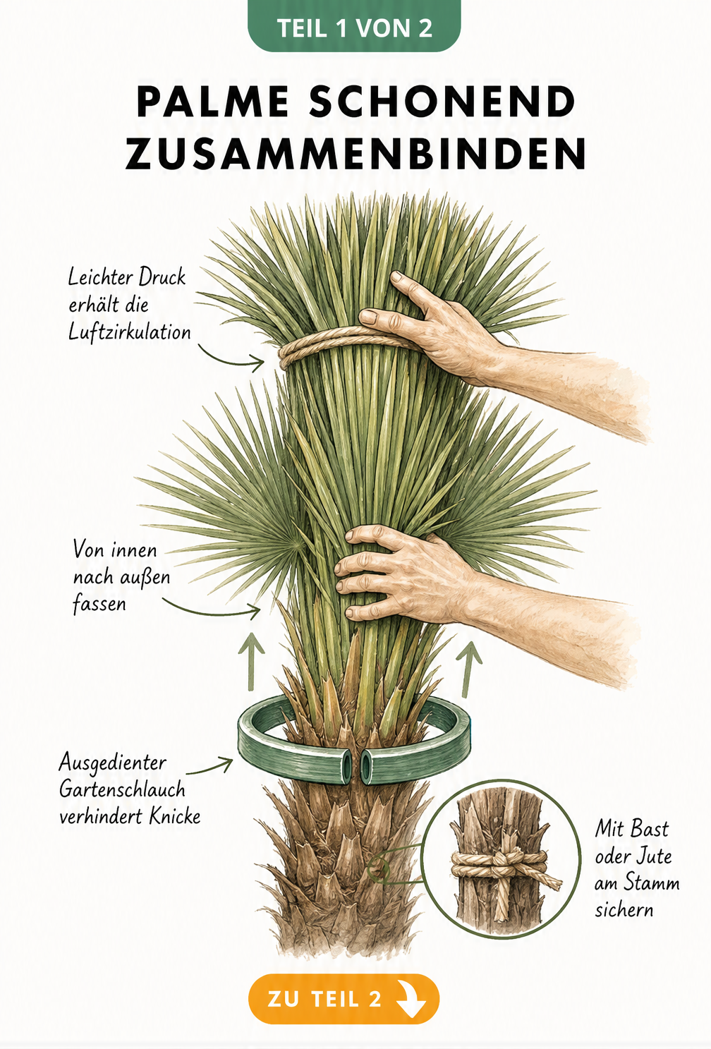 Botanische Illustration einer Fächerpalme, deren Wedel mit der Schlauchring-Methode schonend zusammengebunden werden.
