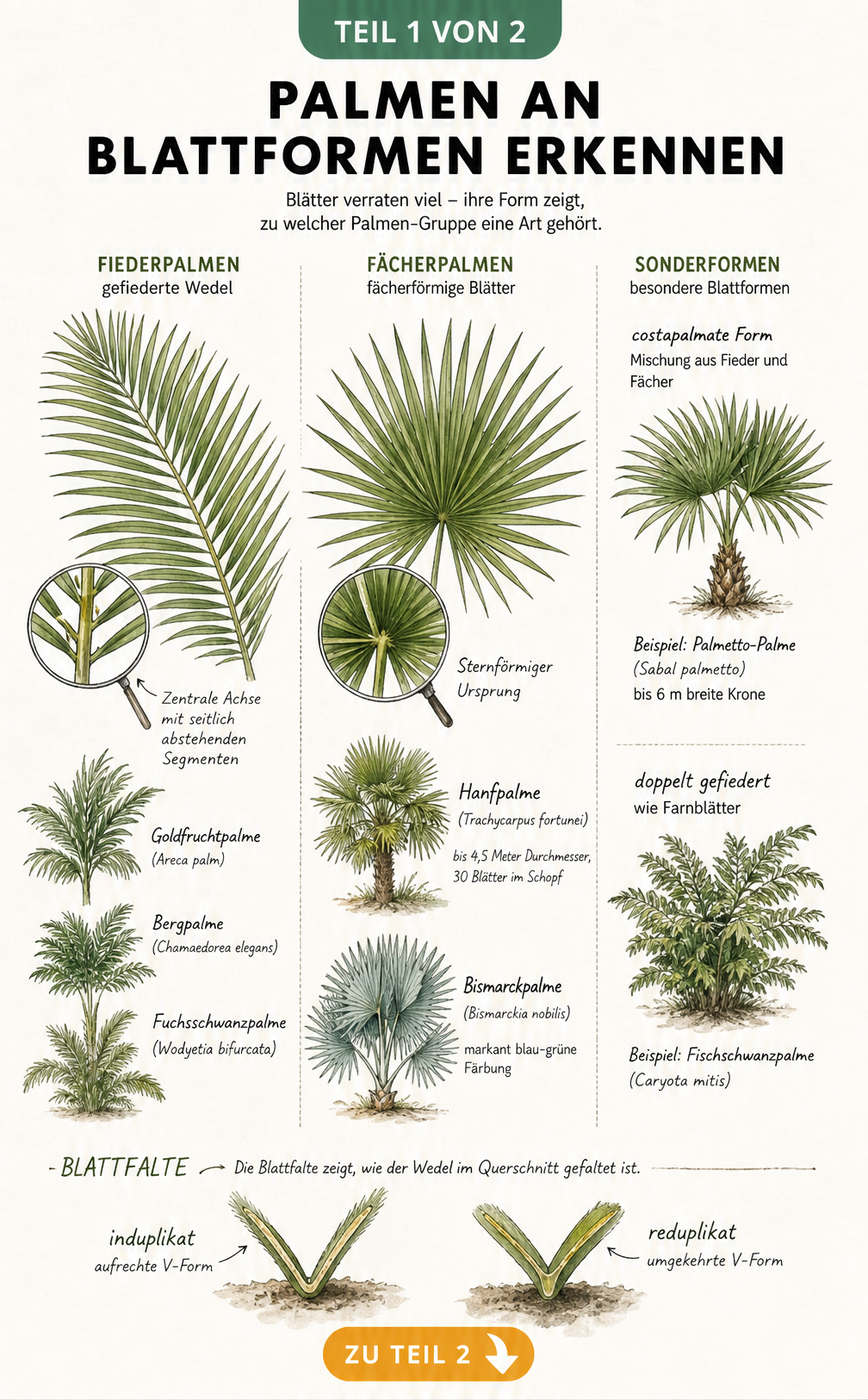 Illustration der drei Haupt-Blattformen von Palmen: Fiederpalmen, Fächerpalmen und Sonderformen wie costapalmate Blätter.