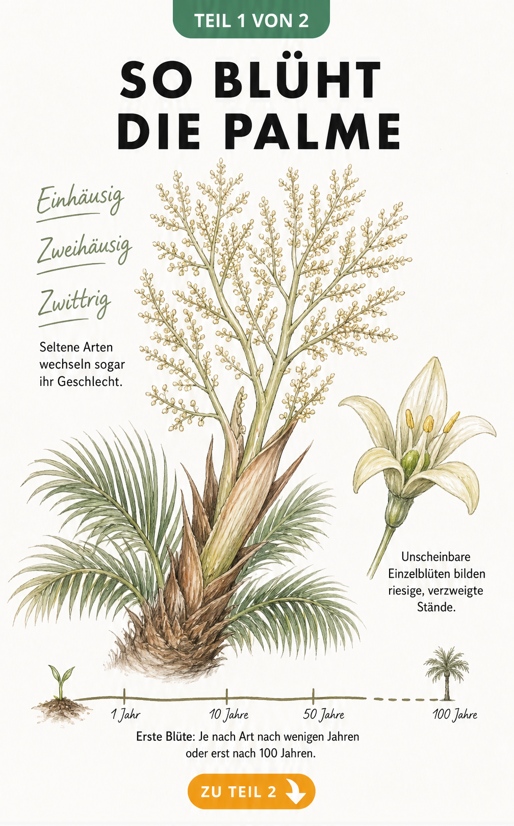 Botanische Illustration eines Palmstamms mit verzweigtem Blütenstand und Zeitstrahl zur Geschlechtsreife