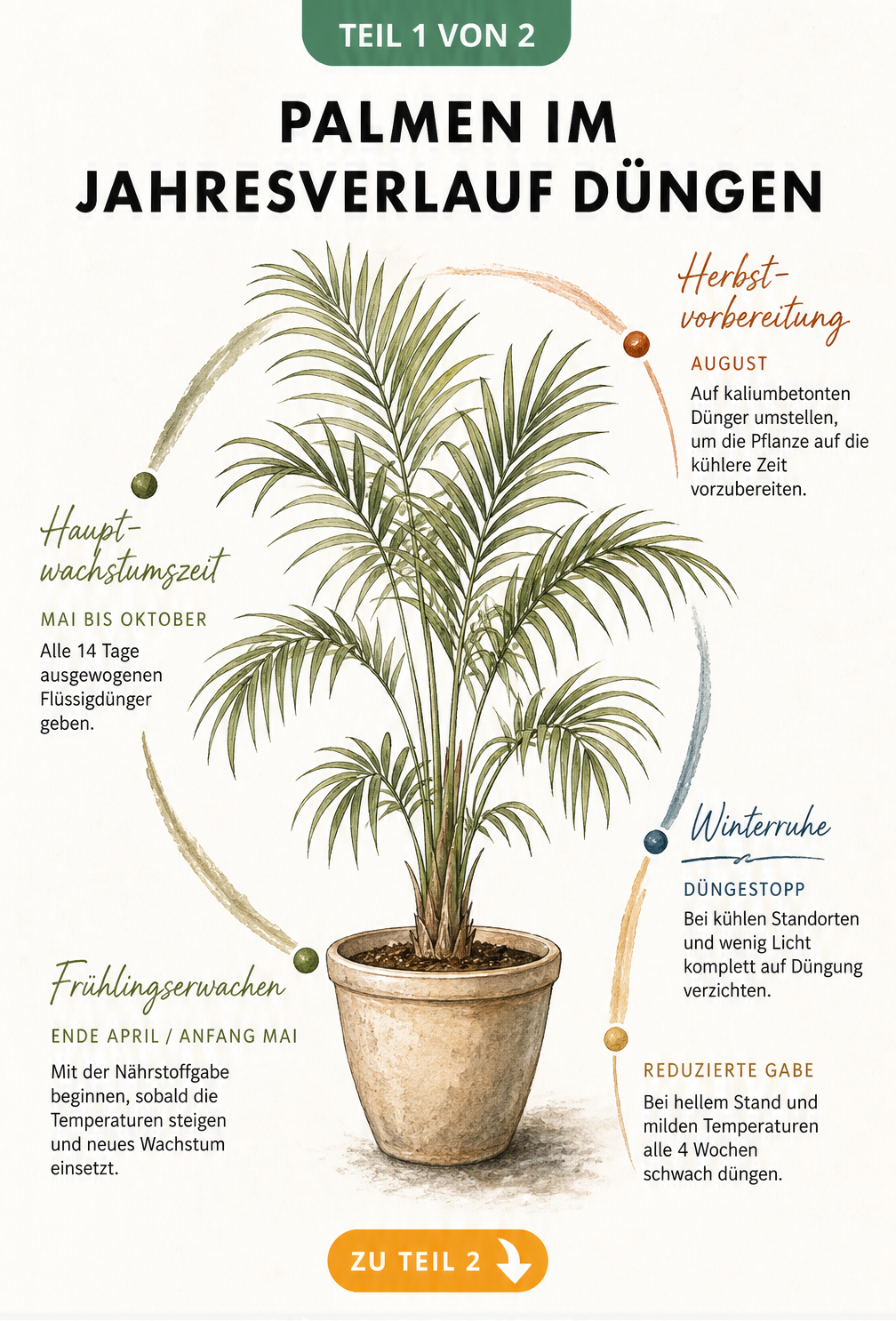 Botanische Illustration einer Zimmerpalme mit einer Zeitachse, die den Dünge-Rhythmus im Jahresverlauf in vier Phasen unterteilt.
